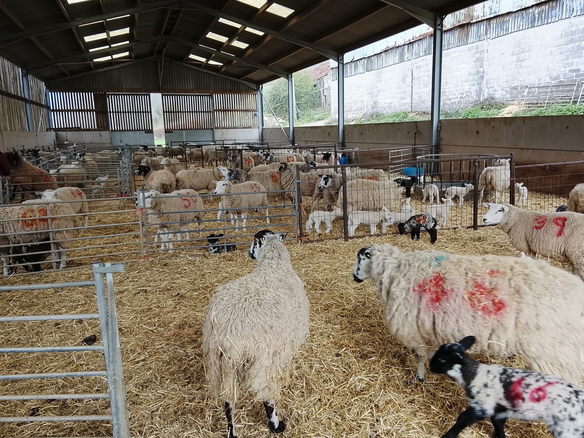 Lambing in the barn